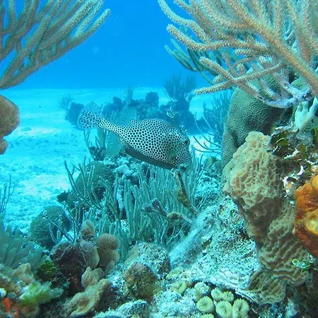 El Pisito La Dolce Puerto del Carmen
